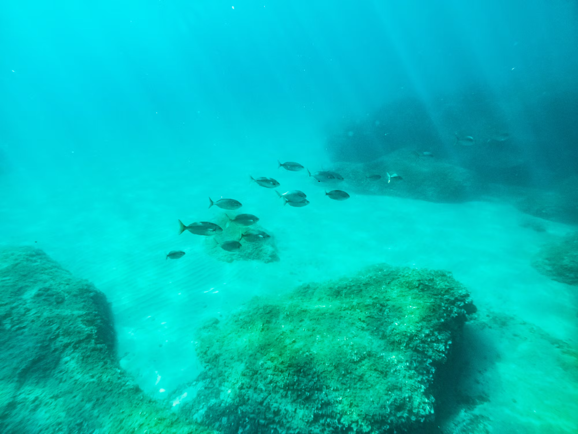 Diving into Adventure: Exploring the Various Styles of Underwater Exploration